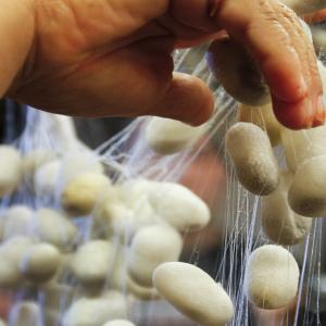 Co je to hedvábí Co je to hedvábí