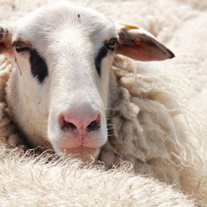 Výhody a vlastnosti příze z ovčí vlny